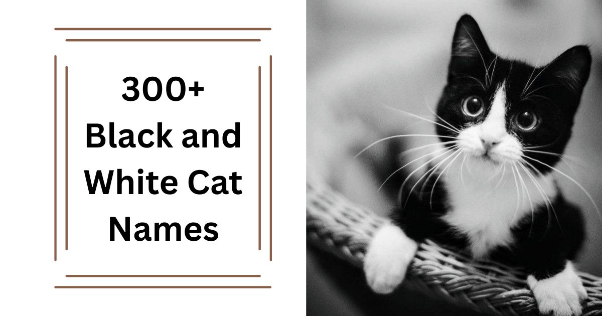 300+ Black and White Cat Names Cute & Creative Name Ideas 2025