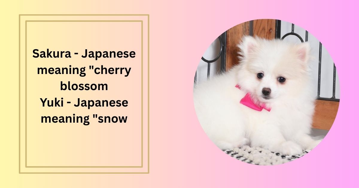 Exotic Female Dog Names Unique to Different Cultures
