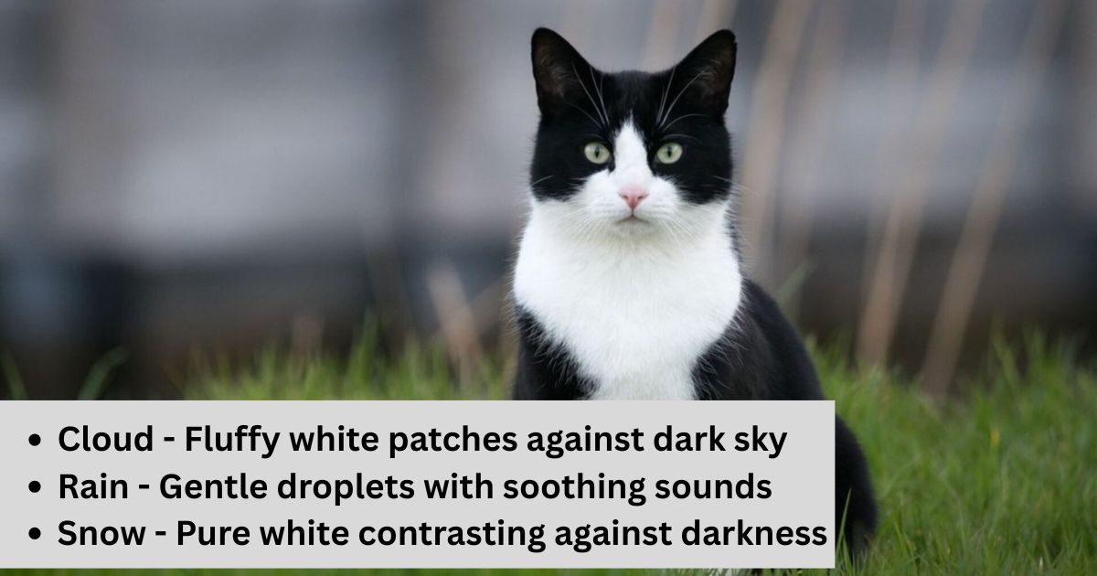 Nature & Weather Inspired Cat Names