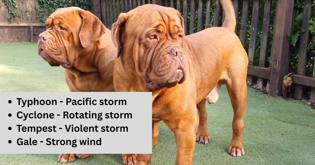 Weather-Inspired Male Dog Names